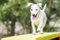 /album/agility/foceni-sbt-fcr-jrt-410-jpg/